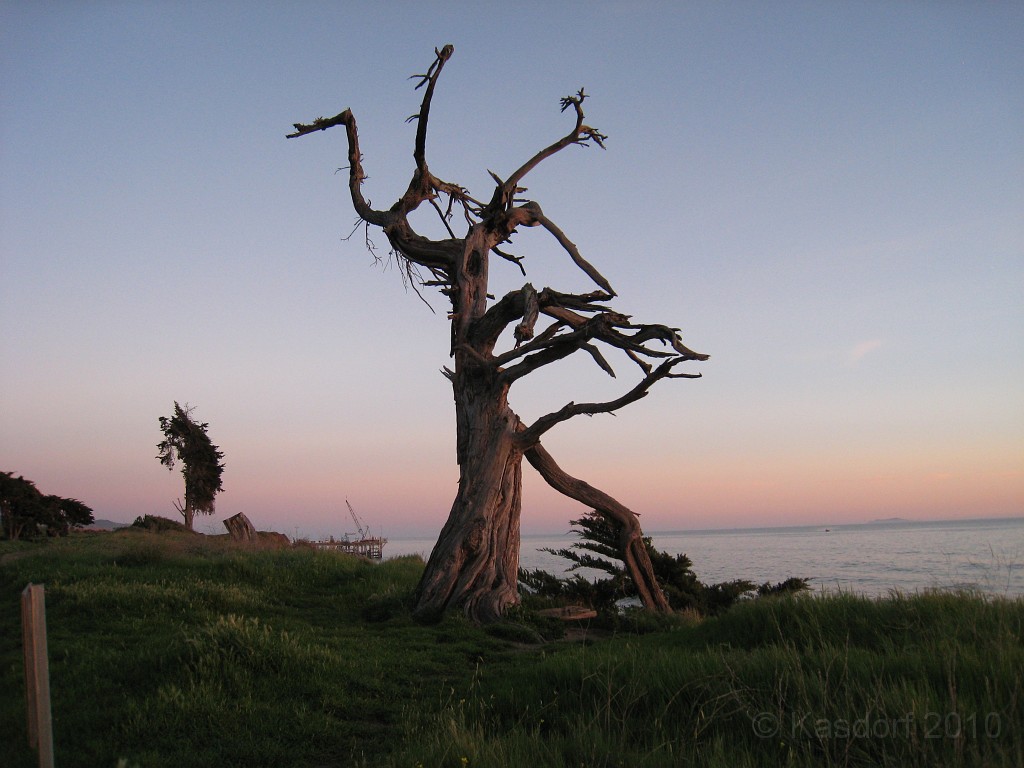 Carpinteria California 2010-02 0960.jpg - On my run, a solitary tree is seen in the sunset.